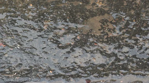 Rain drops on  asphalt Stock Footage 31745093