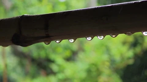 Rain drops from bamboo pipe. Stock Footage 309997486