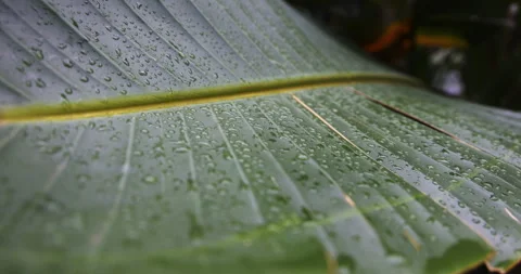 Rain drops on a banana leaf, close-up, 4K super slomo Stock Footage 254097287