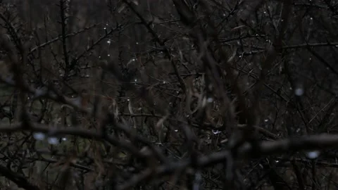 Rain drops on bare and wet branches Stock Footage 166199616
