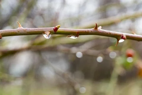 Rain Drops on Bare Branch with Soft Bokeh Background Stock Photos