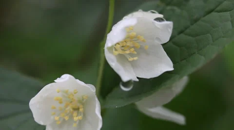Rain drops on beautiful Jasmine, blooming Philadelphus flowers, macro Stock Footage 38186697
