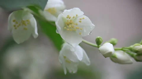 Rain drops on beautiful Jasmine, buds, blooming Philadelphus flowers, macro Stock Footage 38186658