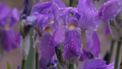 Rain drops on beautiful purple violet flowers. Stock Footage 76249889