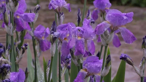 Rain drops on beautiful purple violet flowers. Stock Footage 76249941