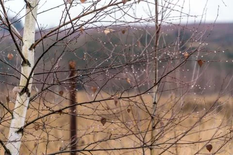 Rain Drops on Birch Tree Stock Photos