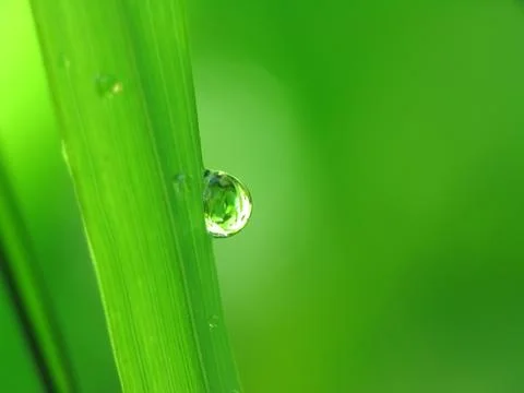 Rain drops on a blade of grass Stock Photos