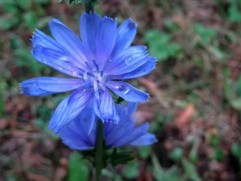 Rain drops in a blue flower Stock Photos