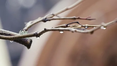  Rain Drops on Branch Stock Footage 71813245