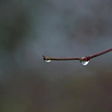Rain drops on branch Stock Photos