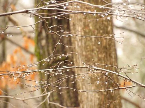 Rain Drops on a Branch Stock Photos