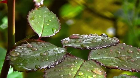 Rain drops on the branch of a rose. Stock Footage 54568380