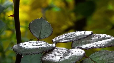 Rain drops on the branch of a rose. Stock Footage 54568393