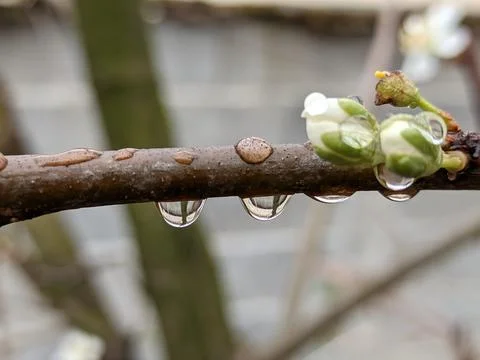 Rain drops on the branch of a tree with buds 写真素材