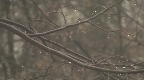 Rain Drops On Branches 2 Stock Footage 34973854