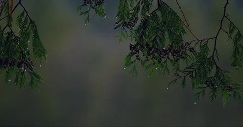 Rain drops on branches of tree Stock Footage 75025762