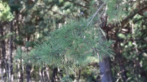 Rain drops on the branches of tree Video stock 310919843