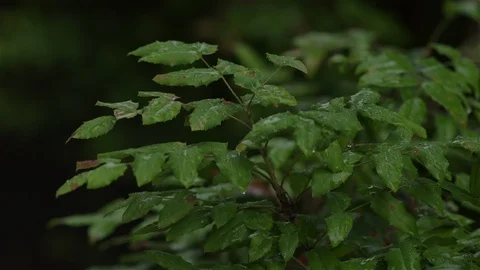 Rain drops on bush / shrubs Stock Footage 93208466