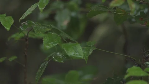 Rain drops on bush / shrubs Stock Footage 93208480