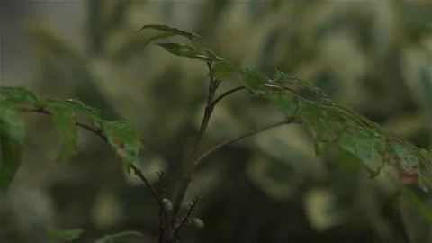 Rain drops on bush / shrubs Stock Footage 93208494