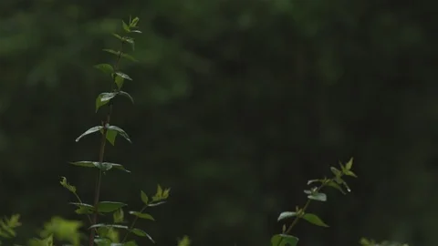 Rain drops on bush / shrubs Stock Footage 93208510