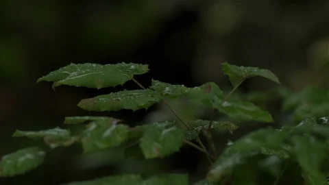 Rain drops on bush / shrubs Stock Footage 93208529