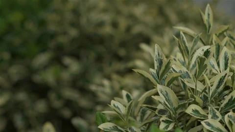 Rain drops on bush / shrubs Stock Footage 93208652