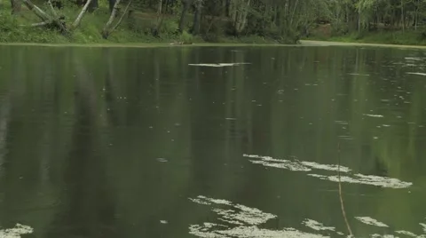 Rain drops at calm forest pond 4k Stock Footage 54572238