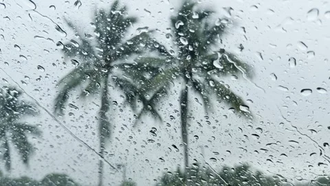 Rain Drops on Car Windshield, Palm Trees Bending in Hurricane Wind, Miami Stock Footage 341365676