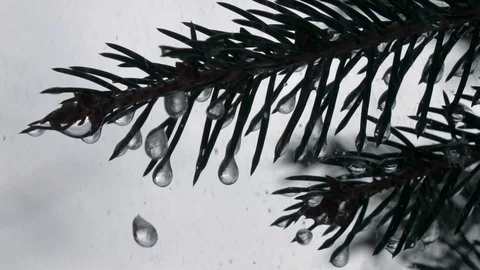 Rain drops cascading from fir needles and frozen icicles in slow motion Vidéo 88072976