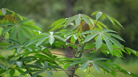 Rain drops on cassava growing in fields, cassava plants, Stock Footage 141712073