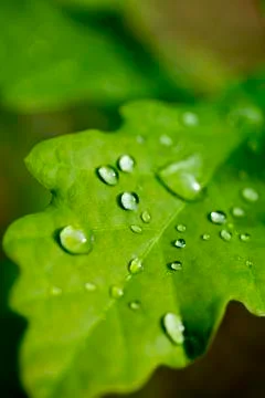 Rain drops on cercus leaf macro background fine art in high quality prints pr Stock Photos