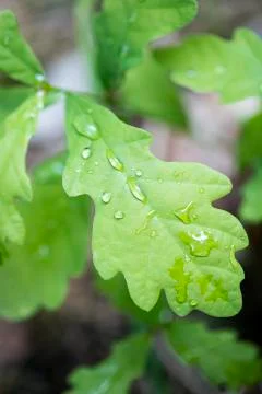 Rain drops on cercus leaf macro background fine art in high quality prints pr Stock Photos