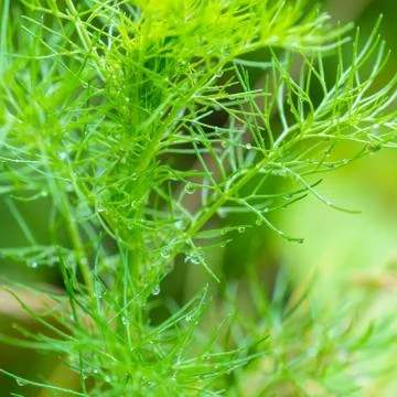 Rain drops on chamomile green leaf in nature, close up 写真素材