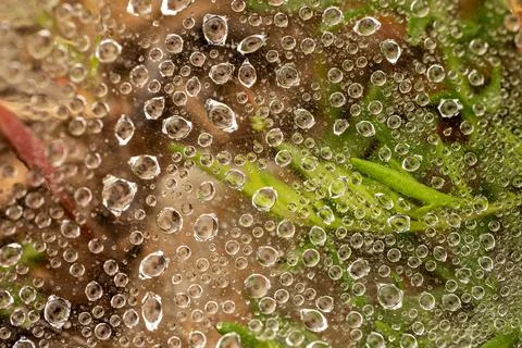 Rain Drops Cling To A Spider Web On The Ground 스톡 사진