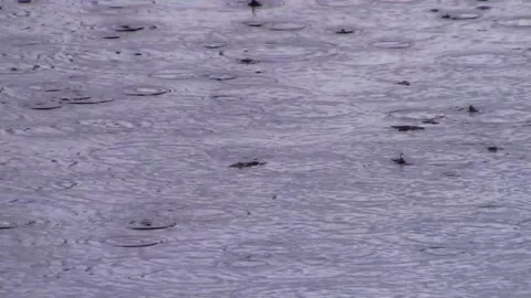 Rain Drops (Close) Stock Footage 154557536