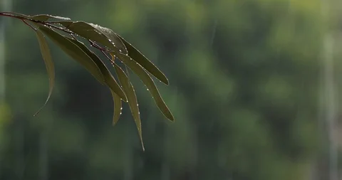 Rain drops close up with out of focus background Video stock 126308759