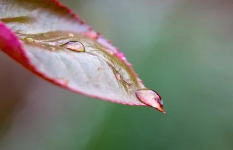 Rain drops close up on rose leaf isolated. Stock Photos
