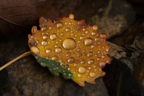 Rain drops on colorful leaf in fall from rainy weather Foto stock