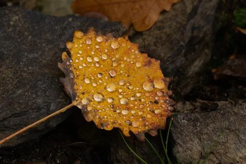 Rain drops on colorful leaf in fall from rainy weather Stock Photos