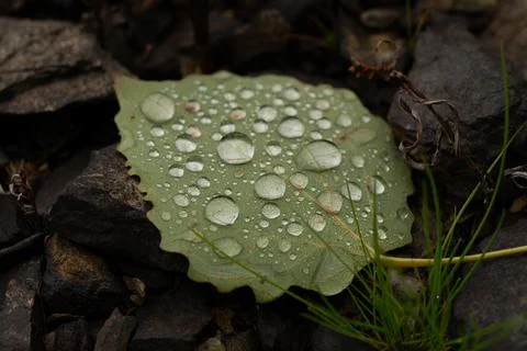 Rain drops on colorful leaf in fall from rainy weather Stock Photos