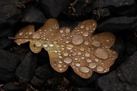 Rain drops on colorful leaf in fall from rainy weather Foto stock