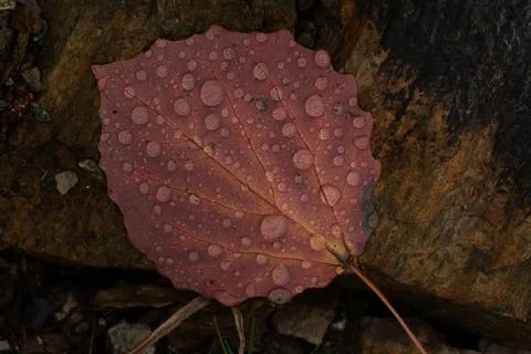 Rain drops on colorful leaf in fall from rainy weather Stock Photos
