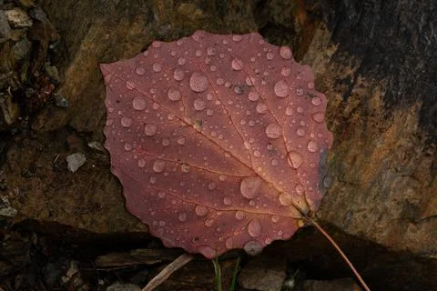 Rain drops on colorful leaf in fall from rainy weather Stock Photos