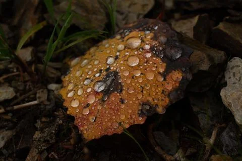 Rain drops on colorful leaf in fall from rainy weather Stock Photos