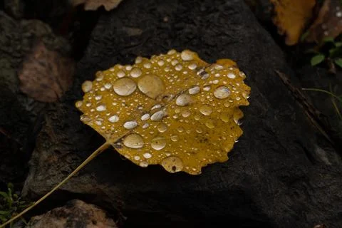 Rain drops on colorful leaf in fall from rainy weather Foto stock