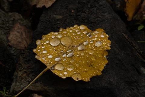 Rain drops on colorful leaf in fall from rainy weather Stock-Fotos