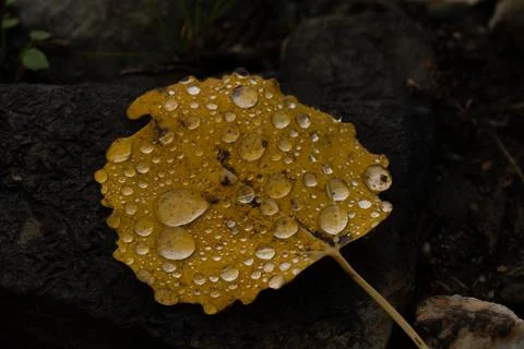 Rain drops on colorful leaf in fall from rainy weather Foto stock