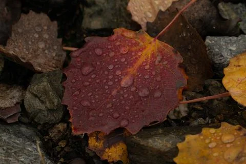 Rain drops on colorful leaf in fall from rainy weather Stock Photos