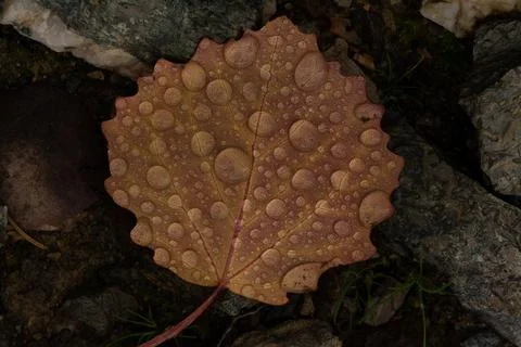 Rain drops on colorful leaf in fall from rainy weather Stock Photos